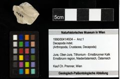 Foto (Objekt + Etiketten) von Decapoda indet. 